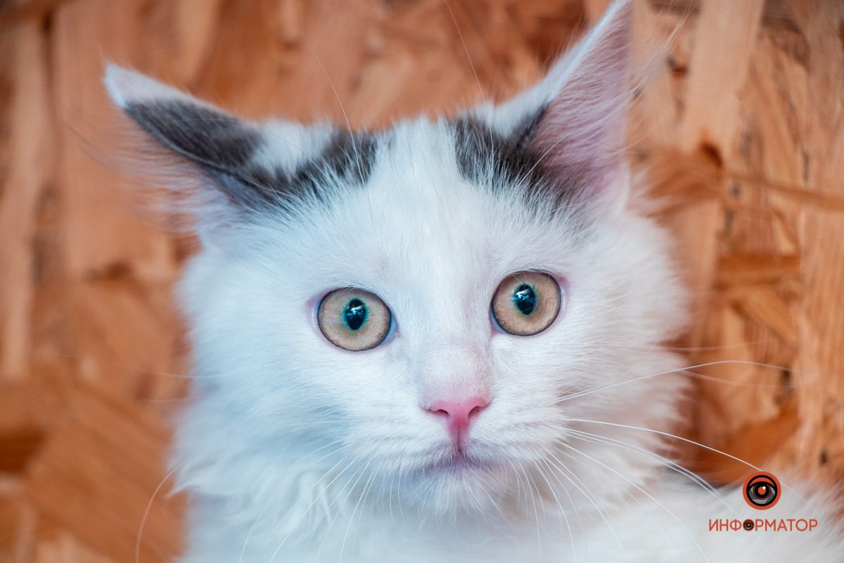 Фото: Антон Гордиенко Фото: Антон Гордиенко