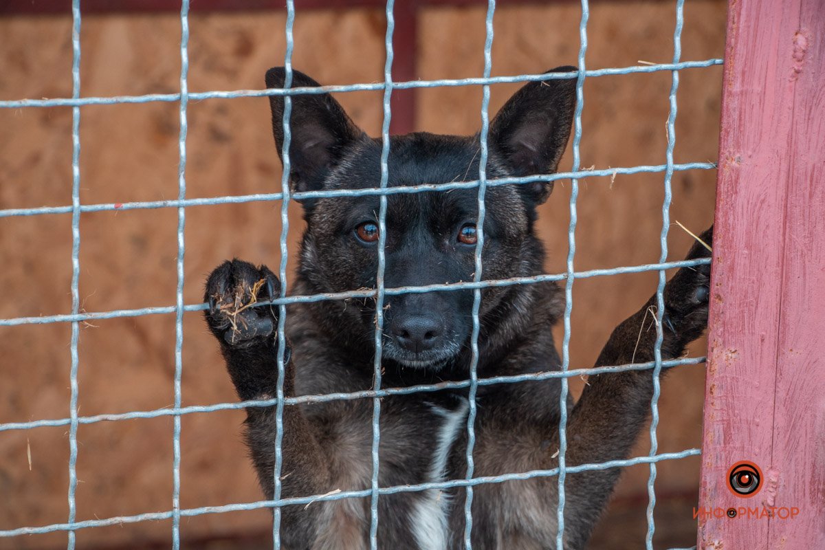 Фото: Антон Гордиенко Фото: Антон Гордиенко