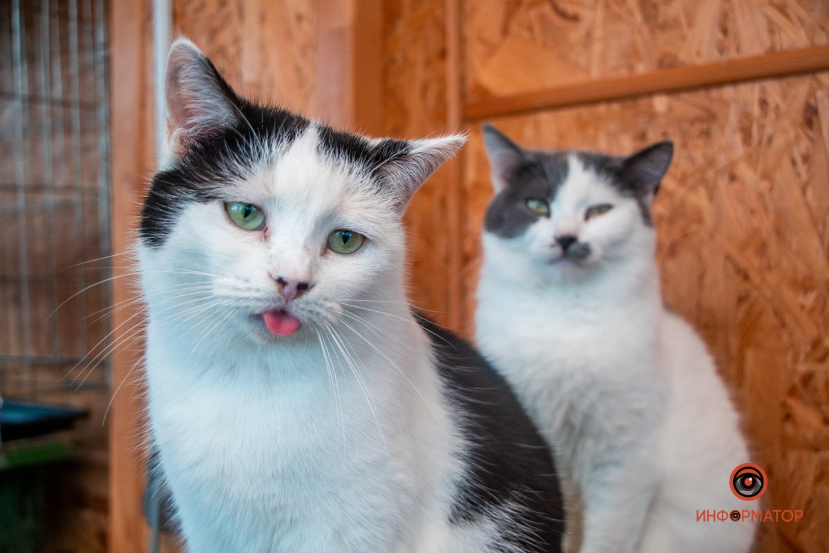 Фото: Антон Гордиенко Фото: Антон Гордиенко