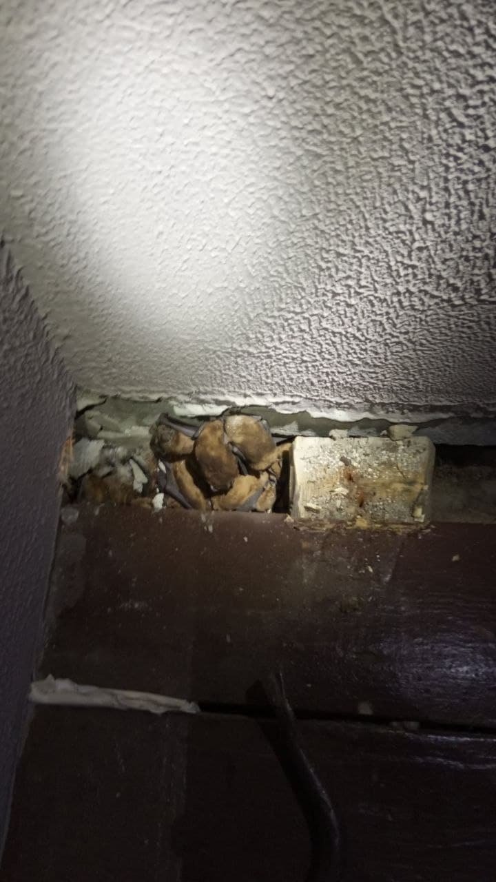 Под полом 104 рукокрылых Под полом 104 рукокрылых