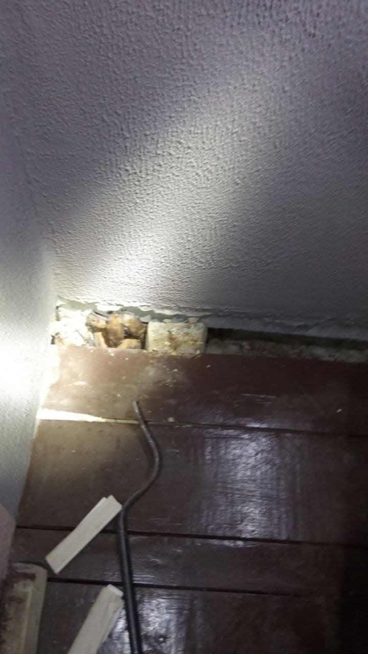 Животных передали волонтерам Животных передали волонтерам