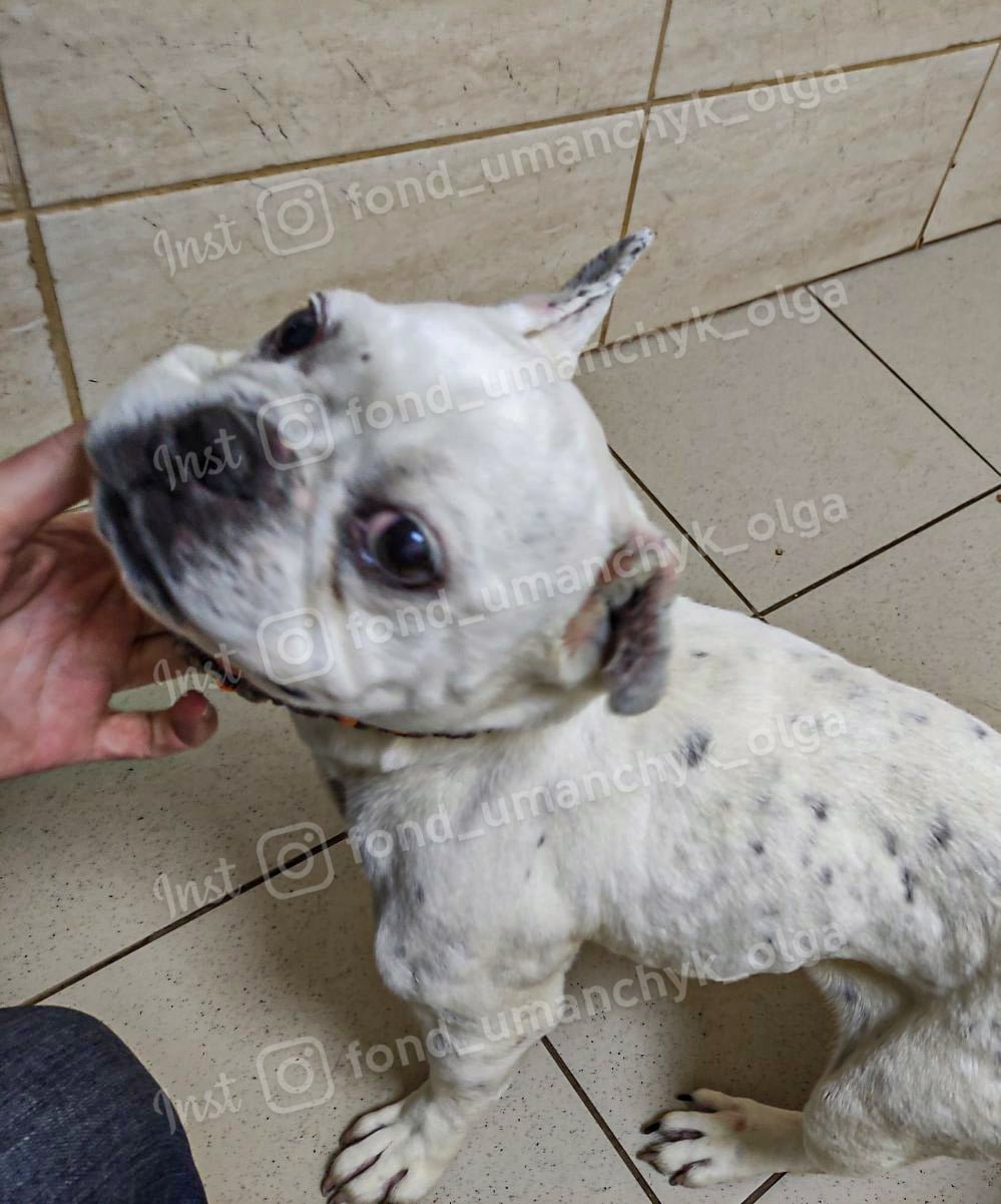 В Днепре бульдога Мону довели до истощения