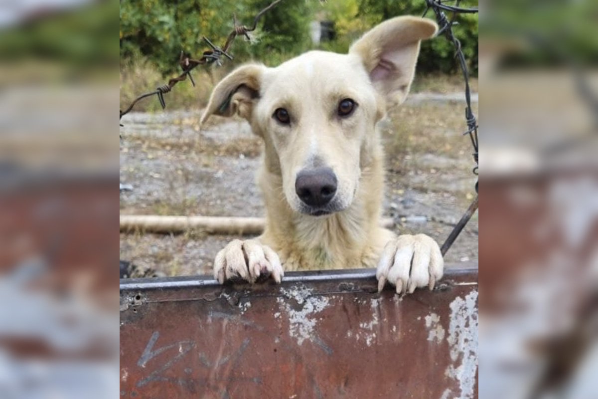 Белый пес по кличке Малой (около 2-3 лет) Белый пес по кличке Малой (около 2-3 лет)