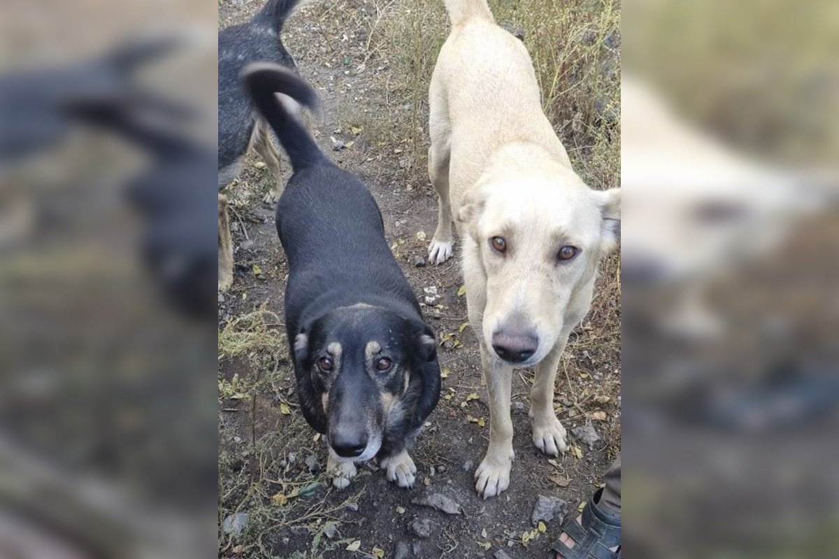 Маленькая черная собака по кличке Дуся (5 лет) с сыном Маленькая черная собака по кличке Дуся (5 лет) с сыном