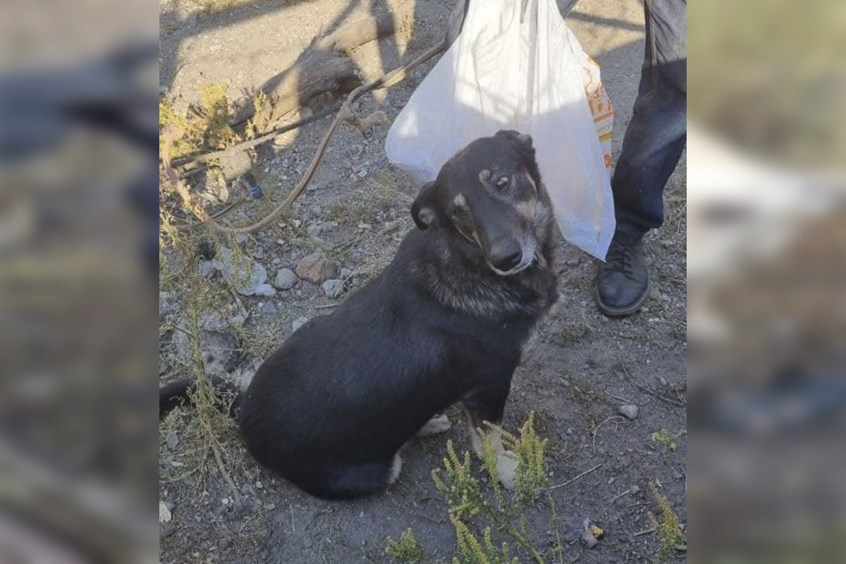 Собачки служили верой и правдой Собачки служили верой и правдой