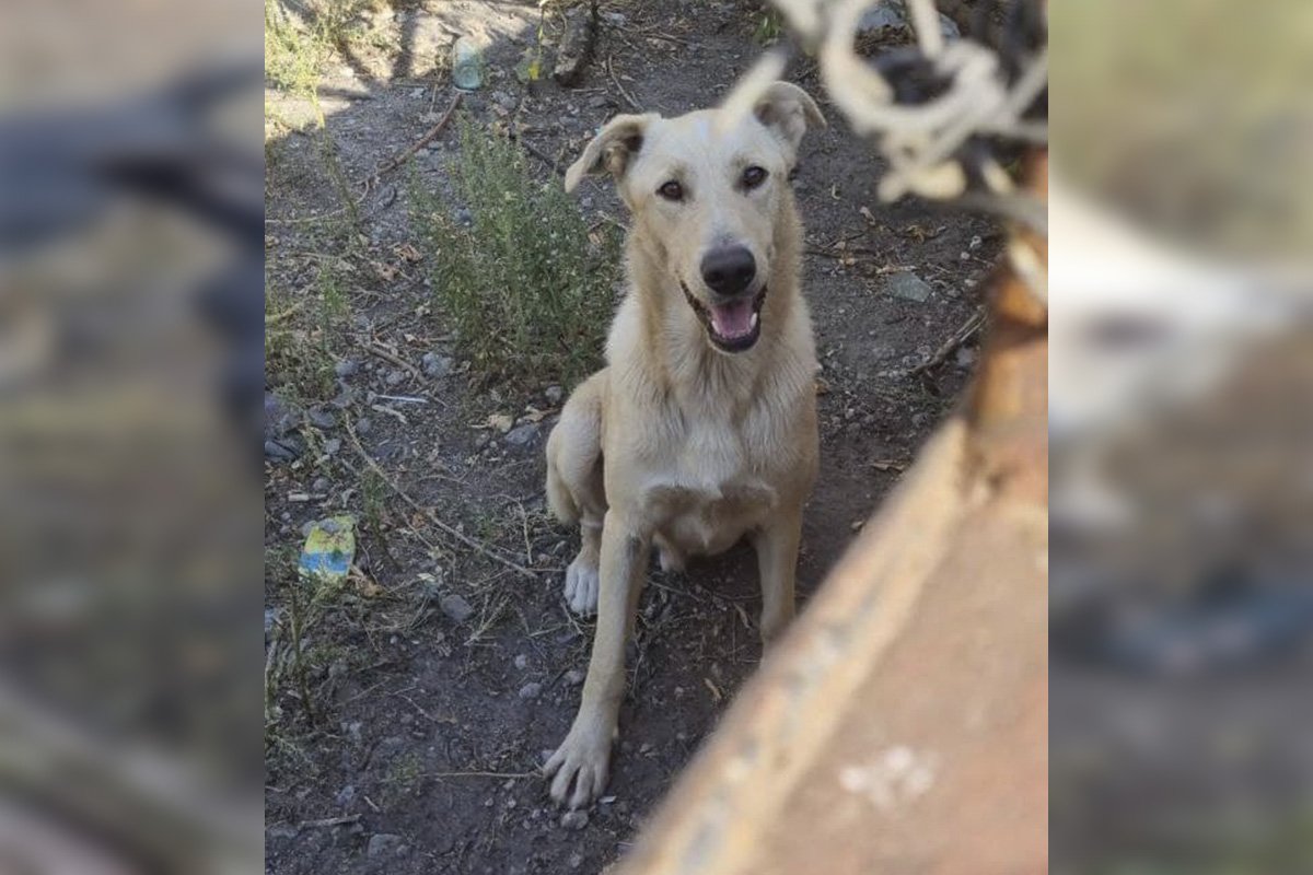 Стану другом и охранником Стану другом и охранником