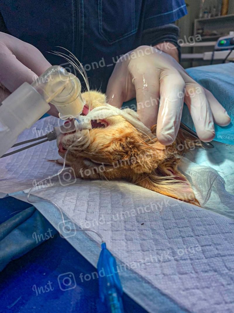 Кот готов Кот готов