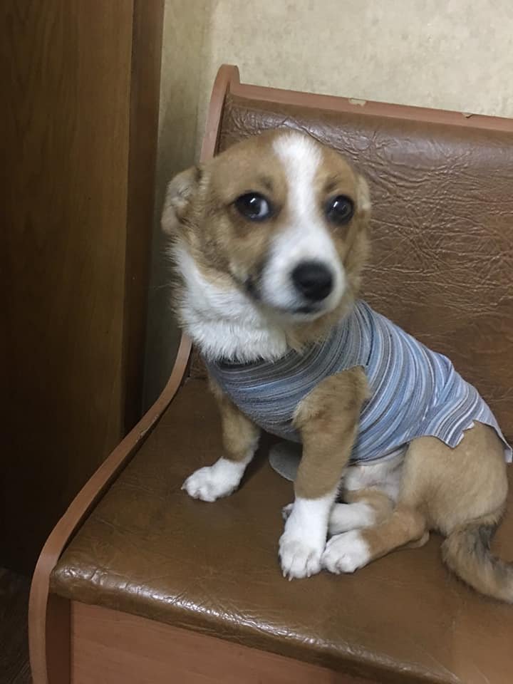 Животные ищут дом: где в Днепре найти себе кота или собаку 3