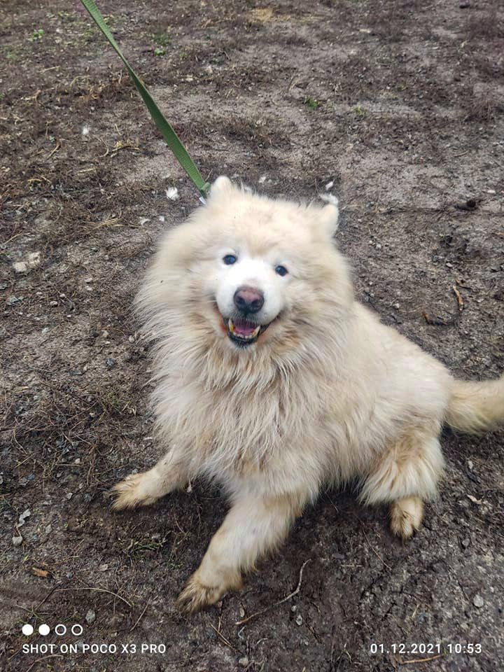 Животные ищут дом: где в Днепре найти себе кота или собаку 4