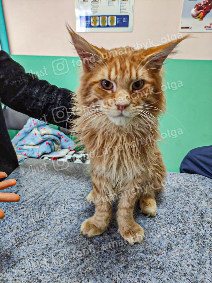 Гематомы, онкология и язвы роговицы: каким животным в Днепре нужна помощь 1