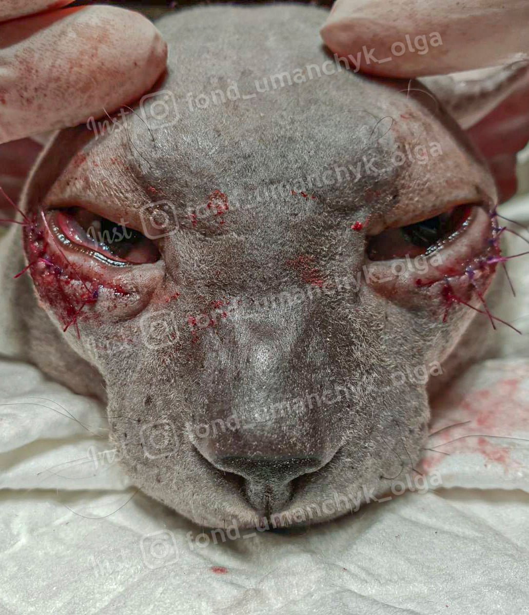 Гематомы, онкология и язвы роговицы: каким животным в Днепре нужна помощь 2