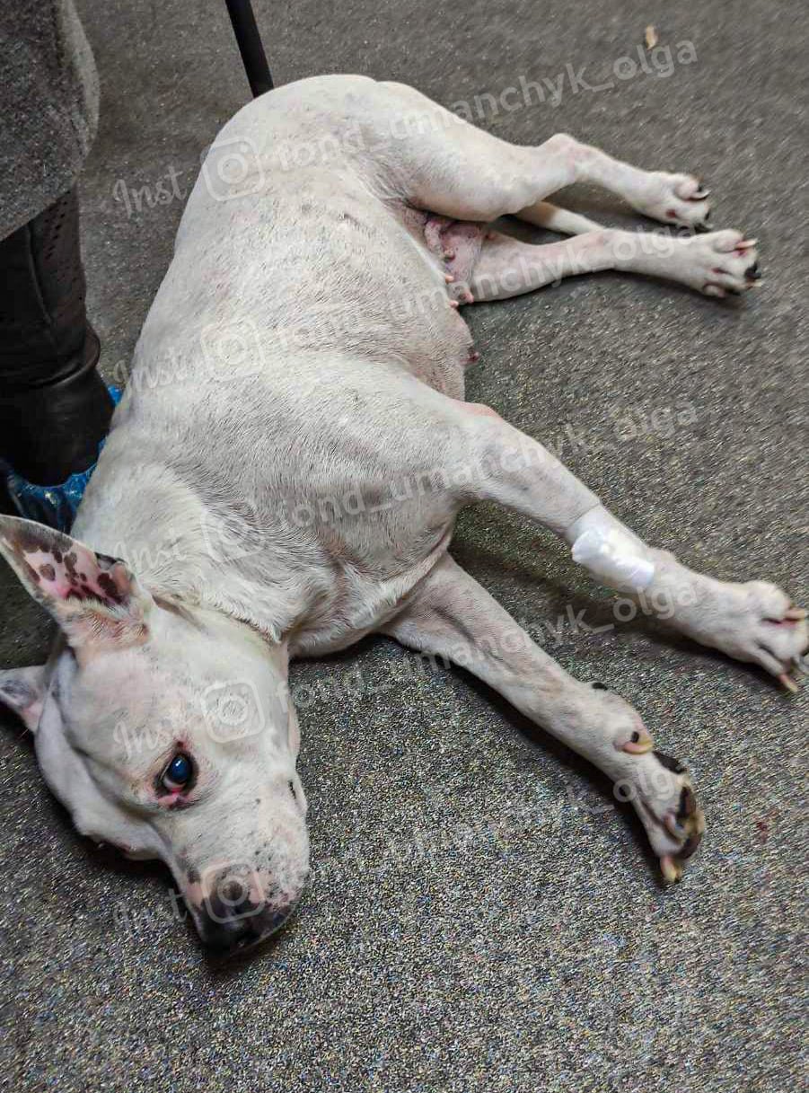 Гематомы, онкология и язвы роговицы: каким животным в Днепре нужна помощь 3