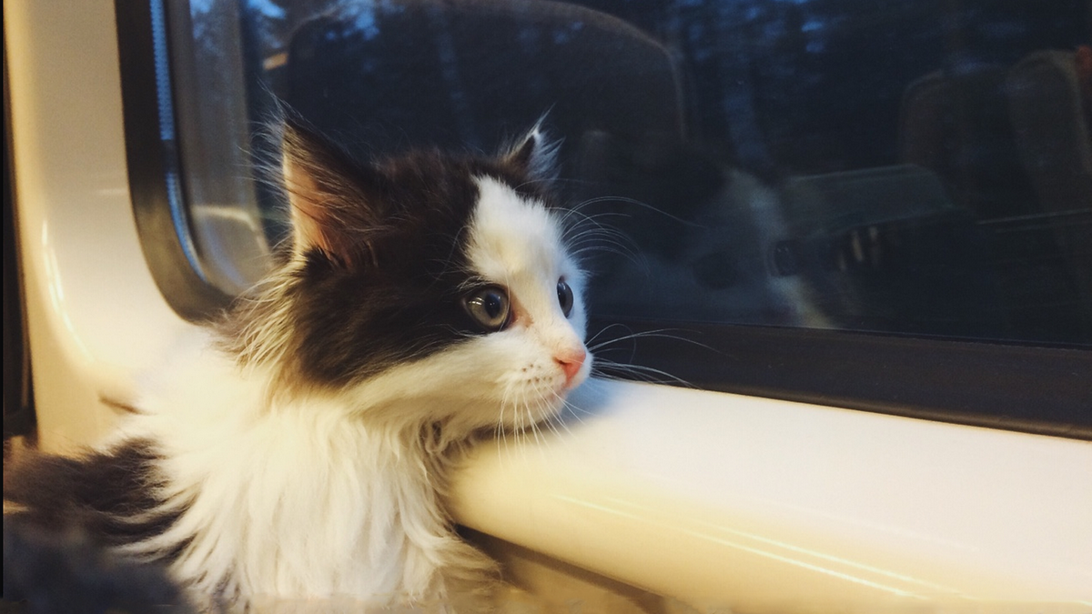 В эвакуационные поезда из Днепра разрешили брать с собой домашних животных