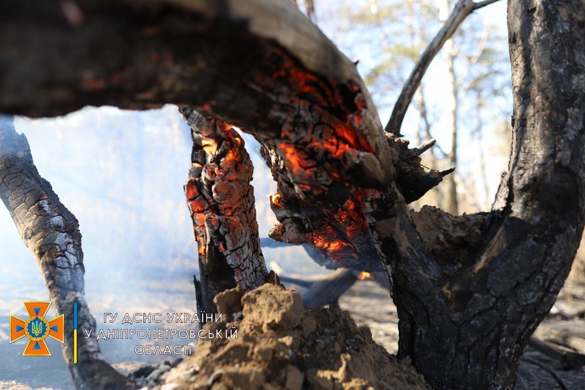 Огонь уничтожил траву, камыш и деревья на площади в 3 гектара