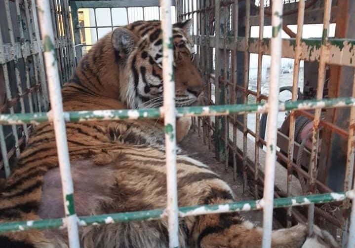 В Днепр привезли эвакуированных животных: нужна помощь 3