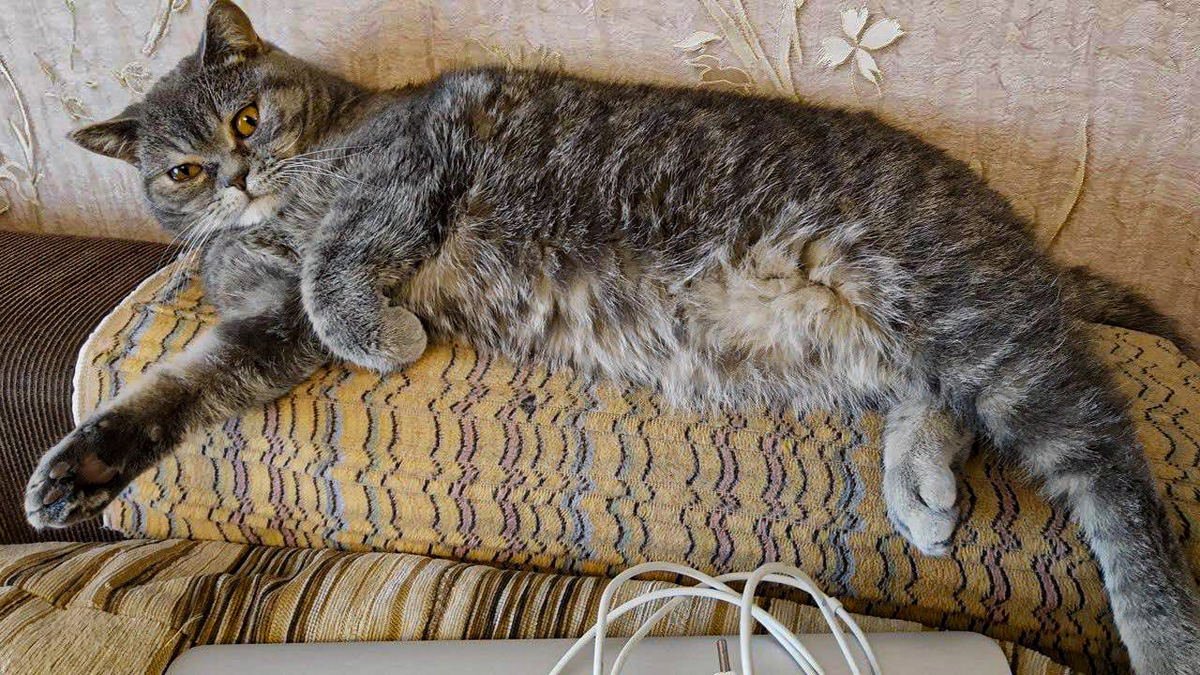 Животные ищут дом: где в Днепре найти себе кота или собаку 1