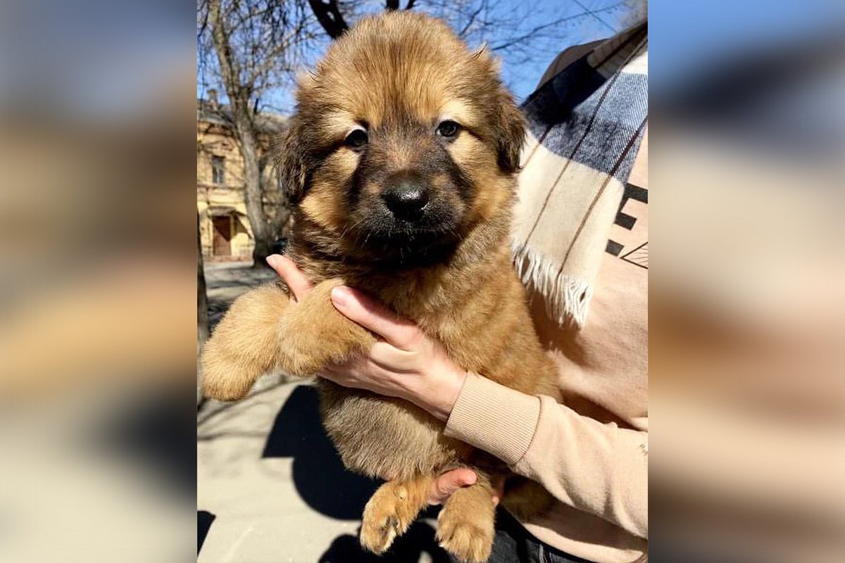 Животные ищут дом: где в Днепре найти себе кота или собаку 1