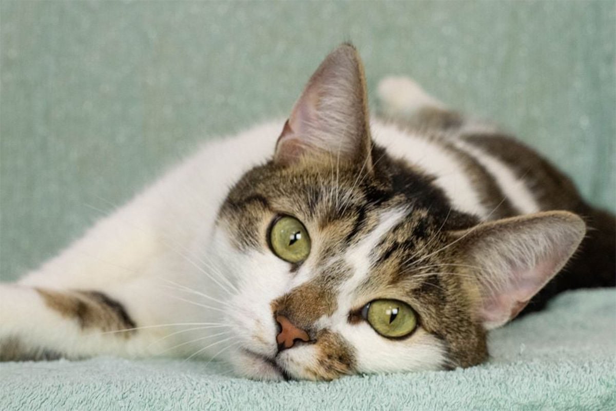 Животные ищут дом: где в Днепре найти себе кота или собаку 2