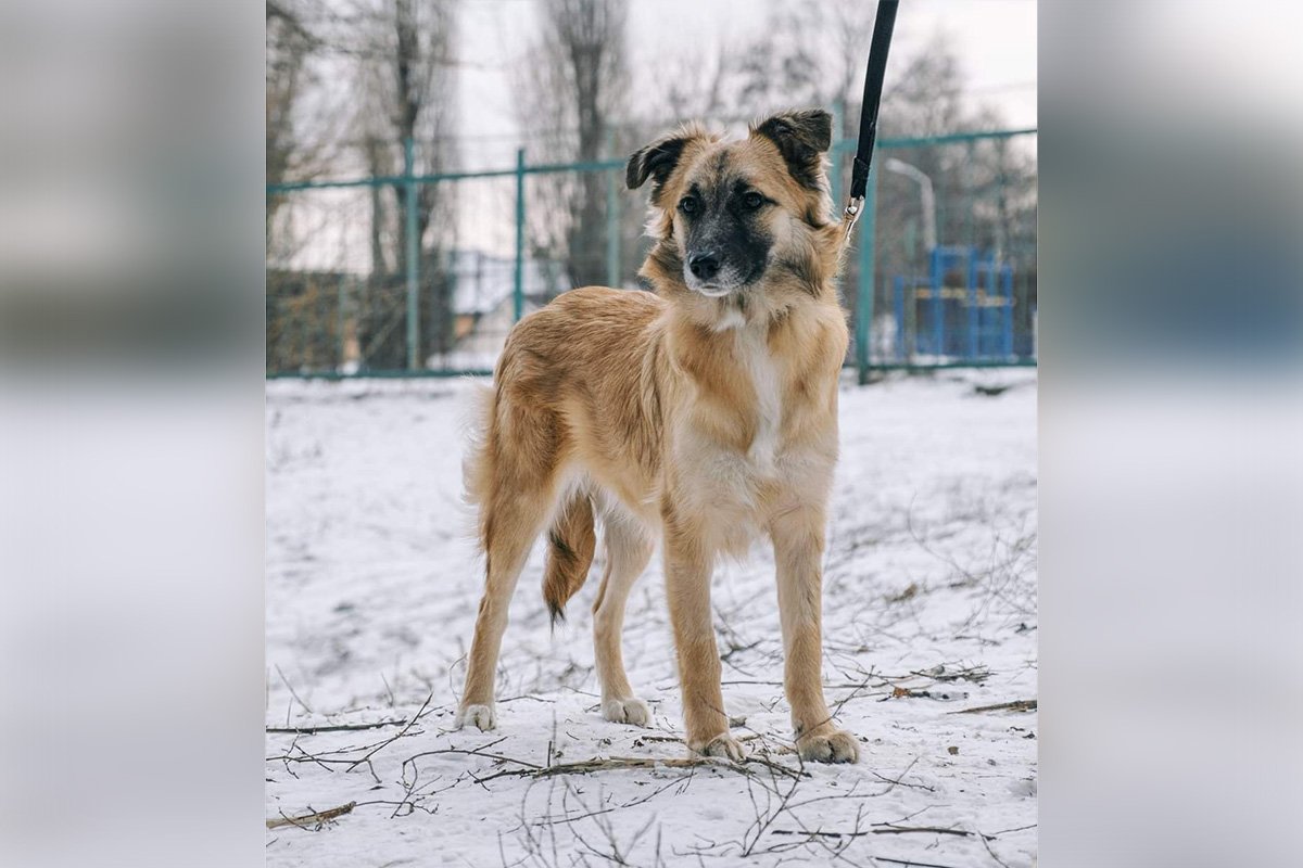 Животные ищут дом: где в Днепре найти себе кота или собаку 3