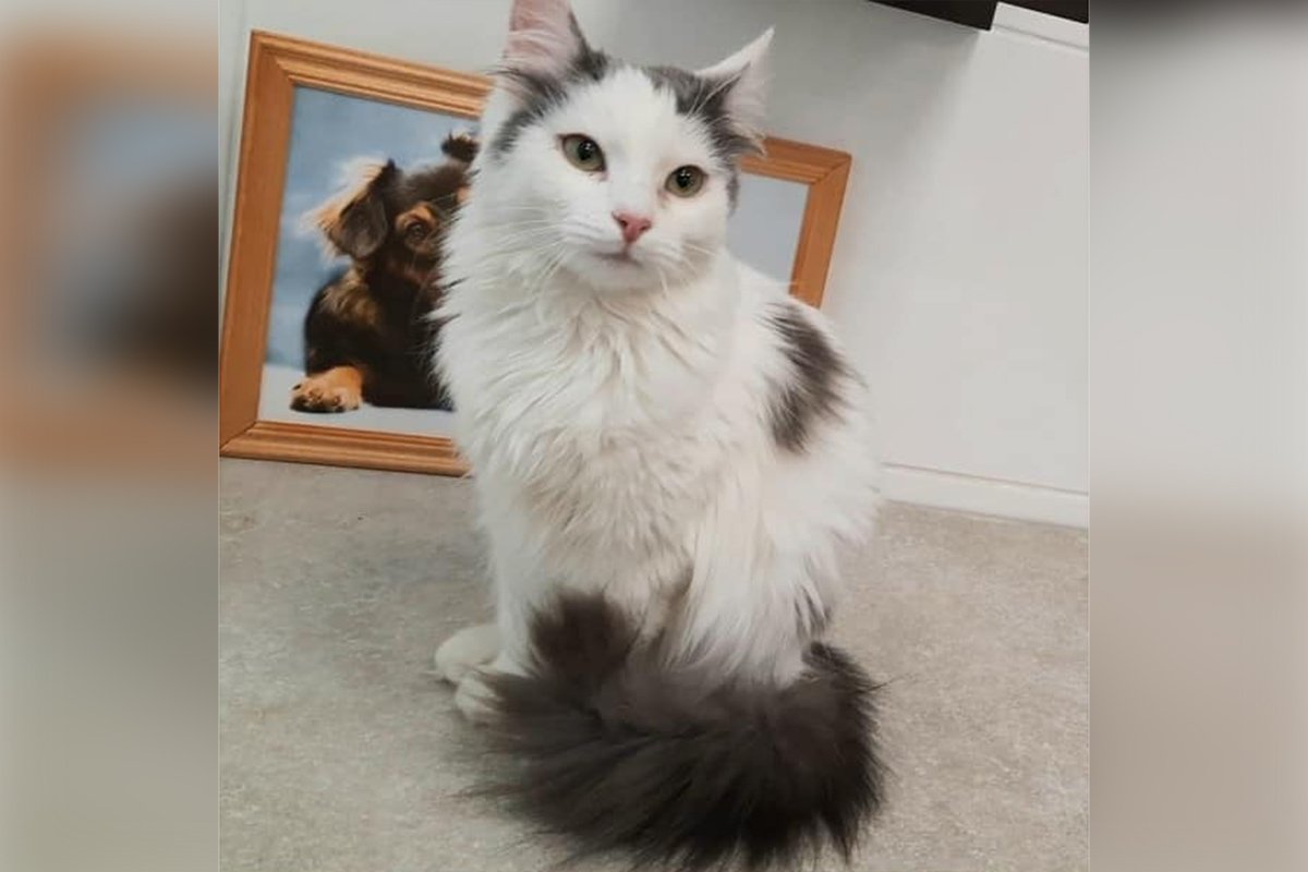 Животные ищут дом: где в Днепре найти себе кота или собаку 4