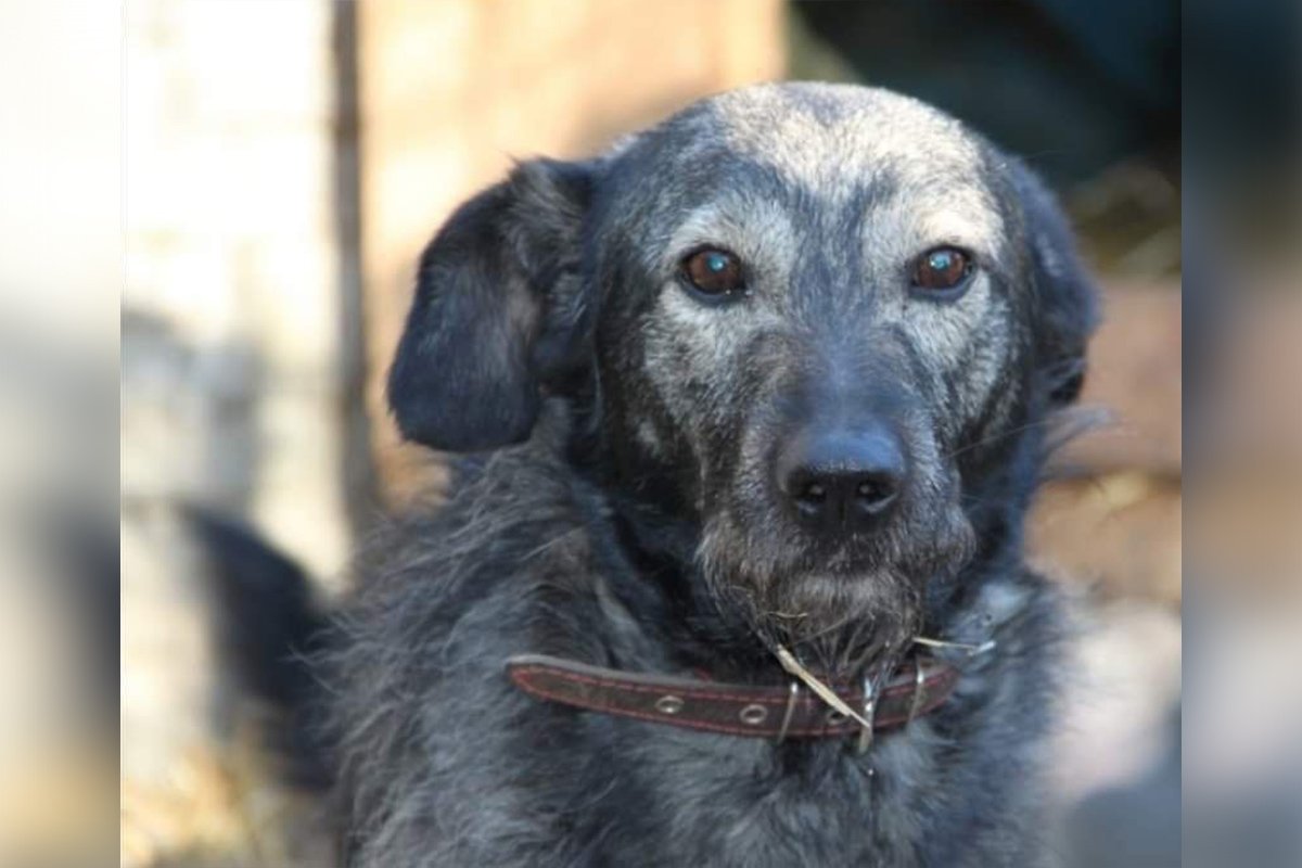 Животные ищут дом: где в Днепре найти себе кота или собаку 5