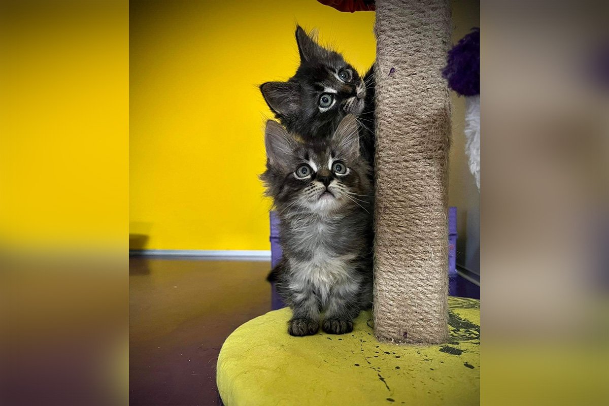 Животные ищут дом: где в Днепре найти себе кота или собаку 6