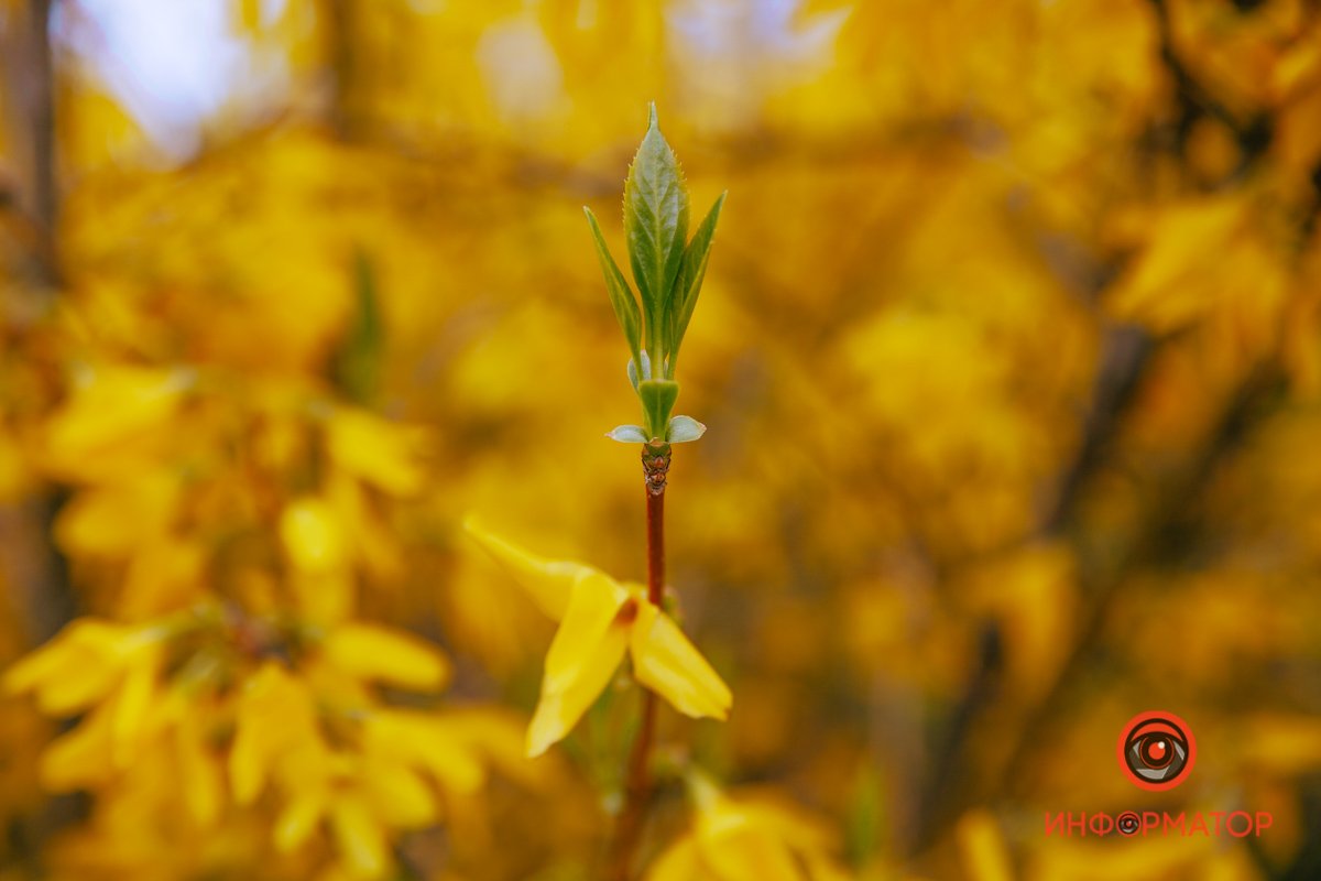 Жизнь Жизнь