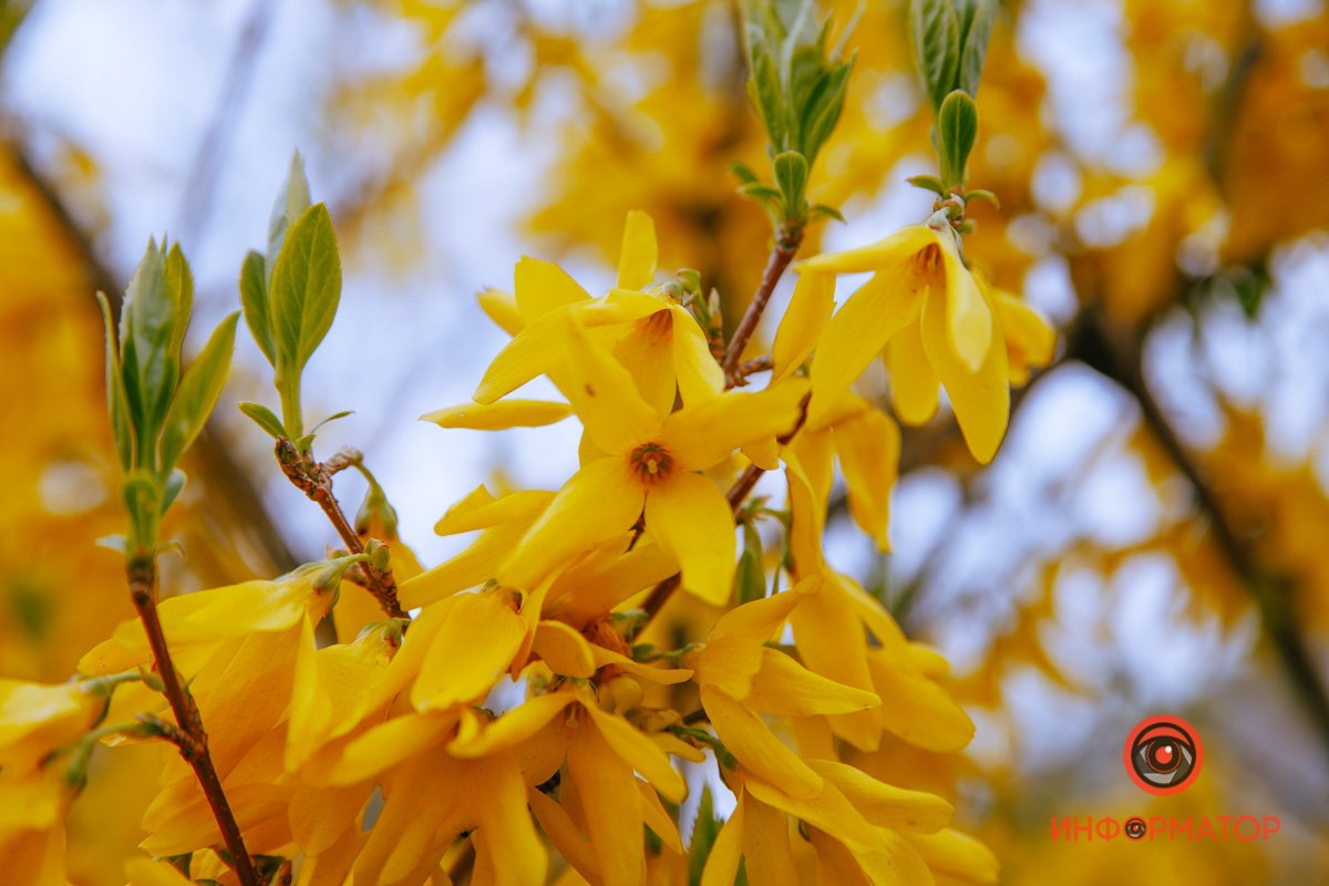 Солнечные цветы Солнечные цветы