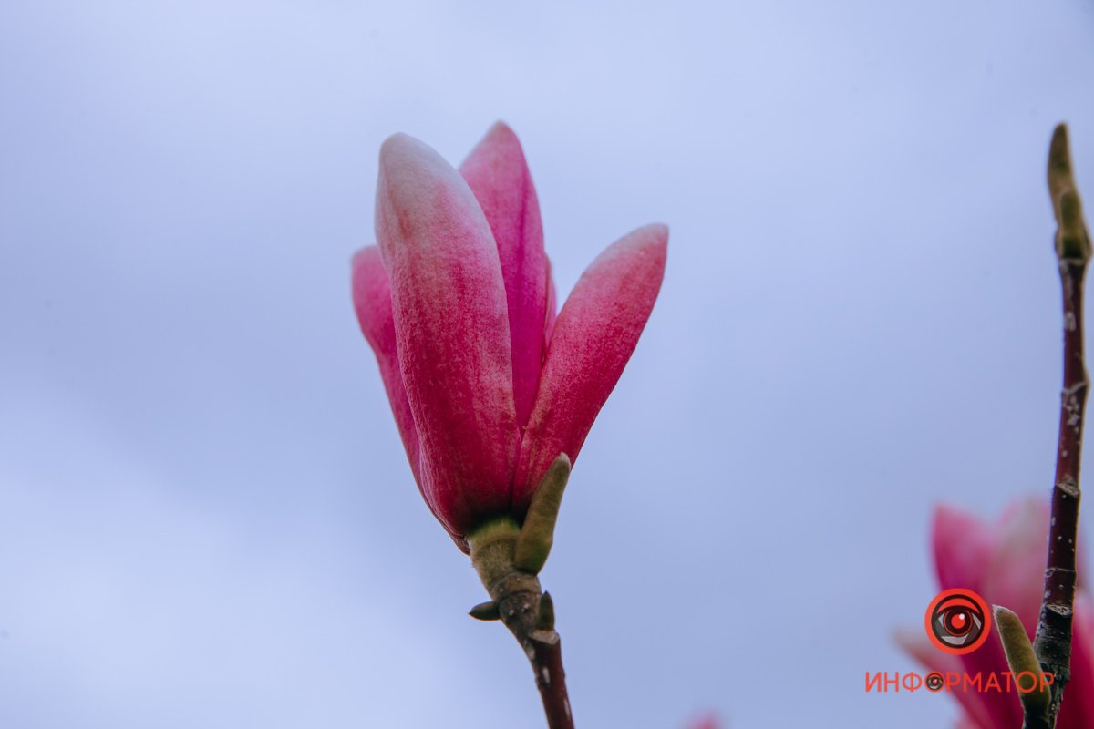 Цветущий факел Цветущий факел