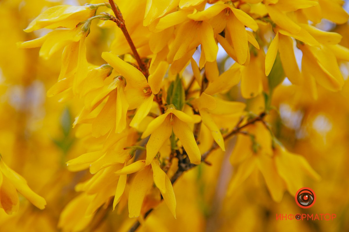 Золотые колокольчики Золотые колокольчики