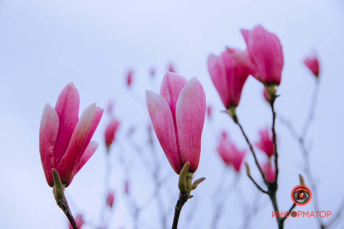 Парящие в небе Парящие в небе