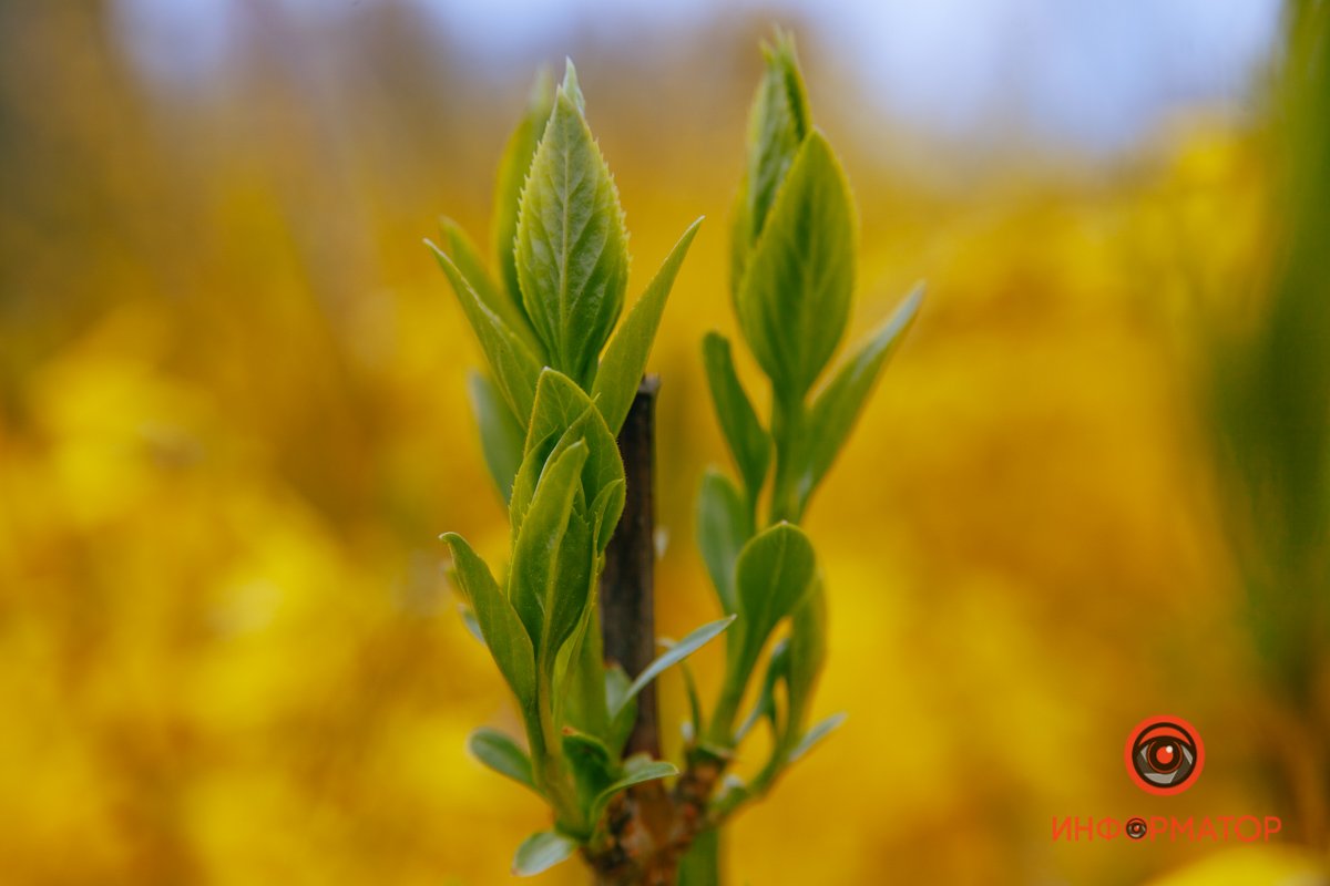 Зеленые столбы Зеленые столбы