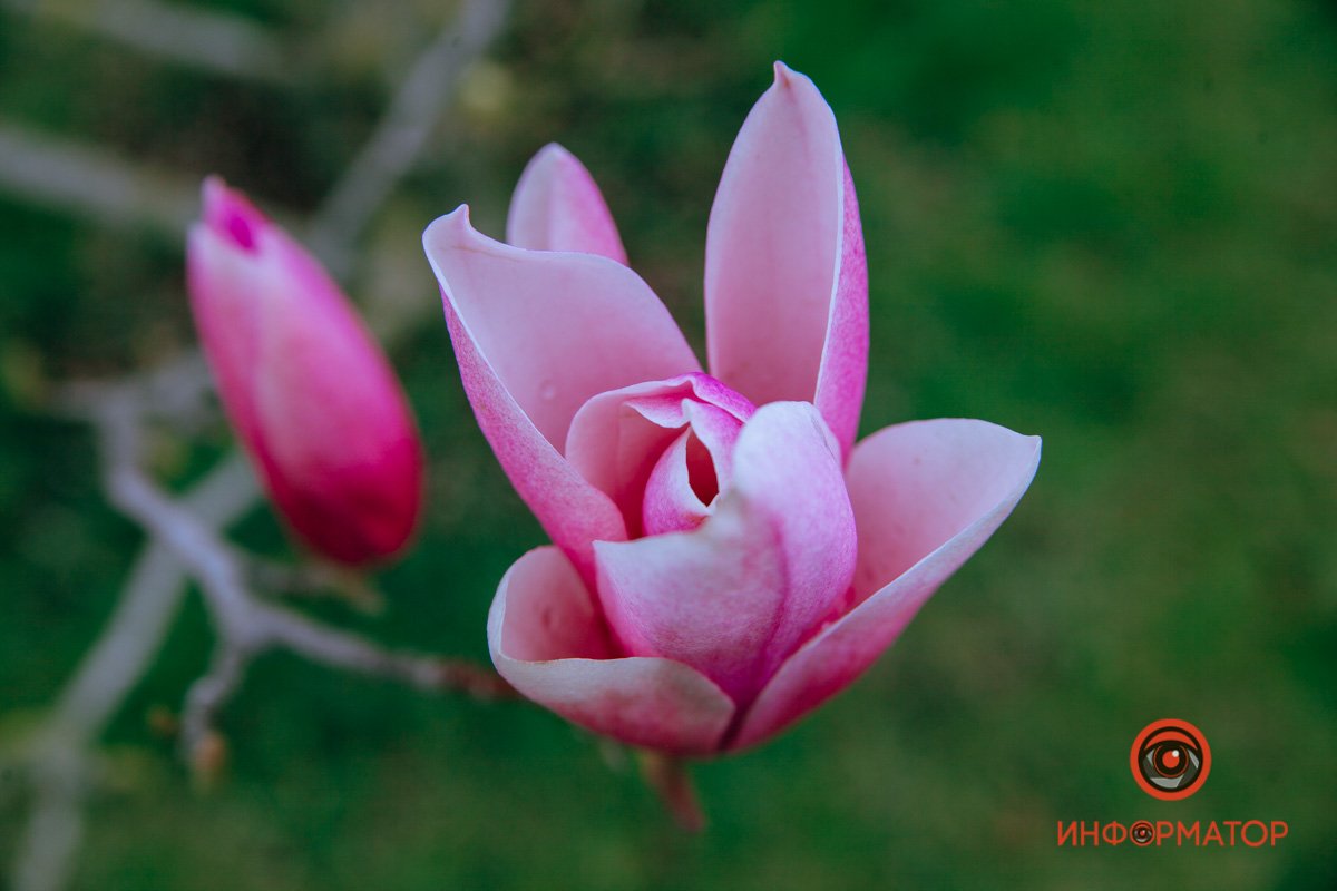 Нежные лепестки Нежные лепестки