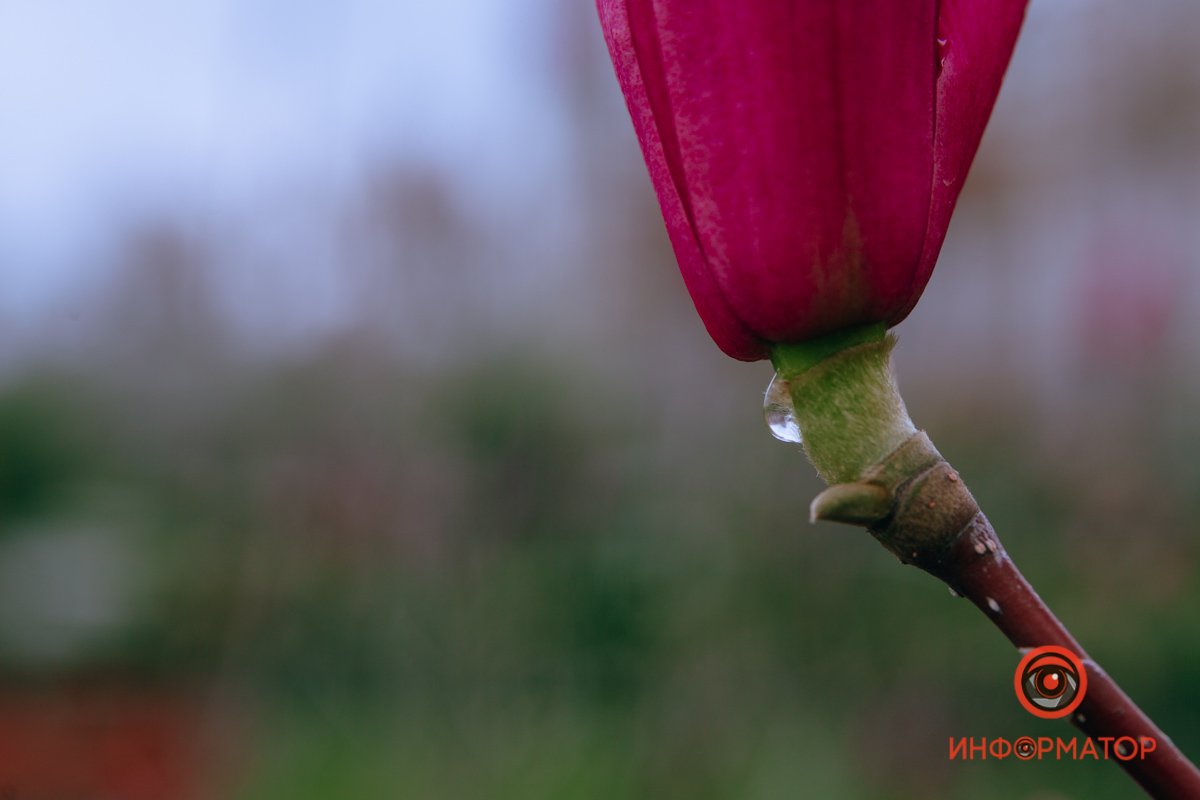 Капля жизни Капля жизни