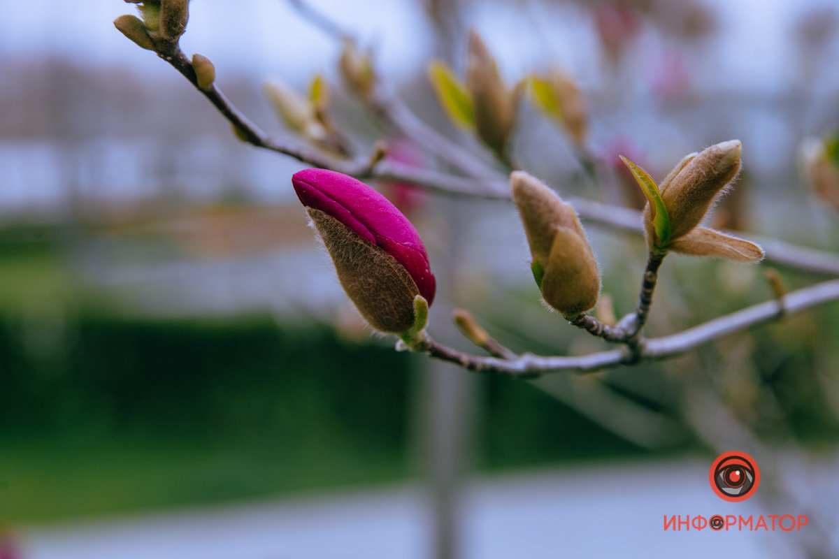 Скоро распустятся Скоро распустятся