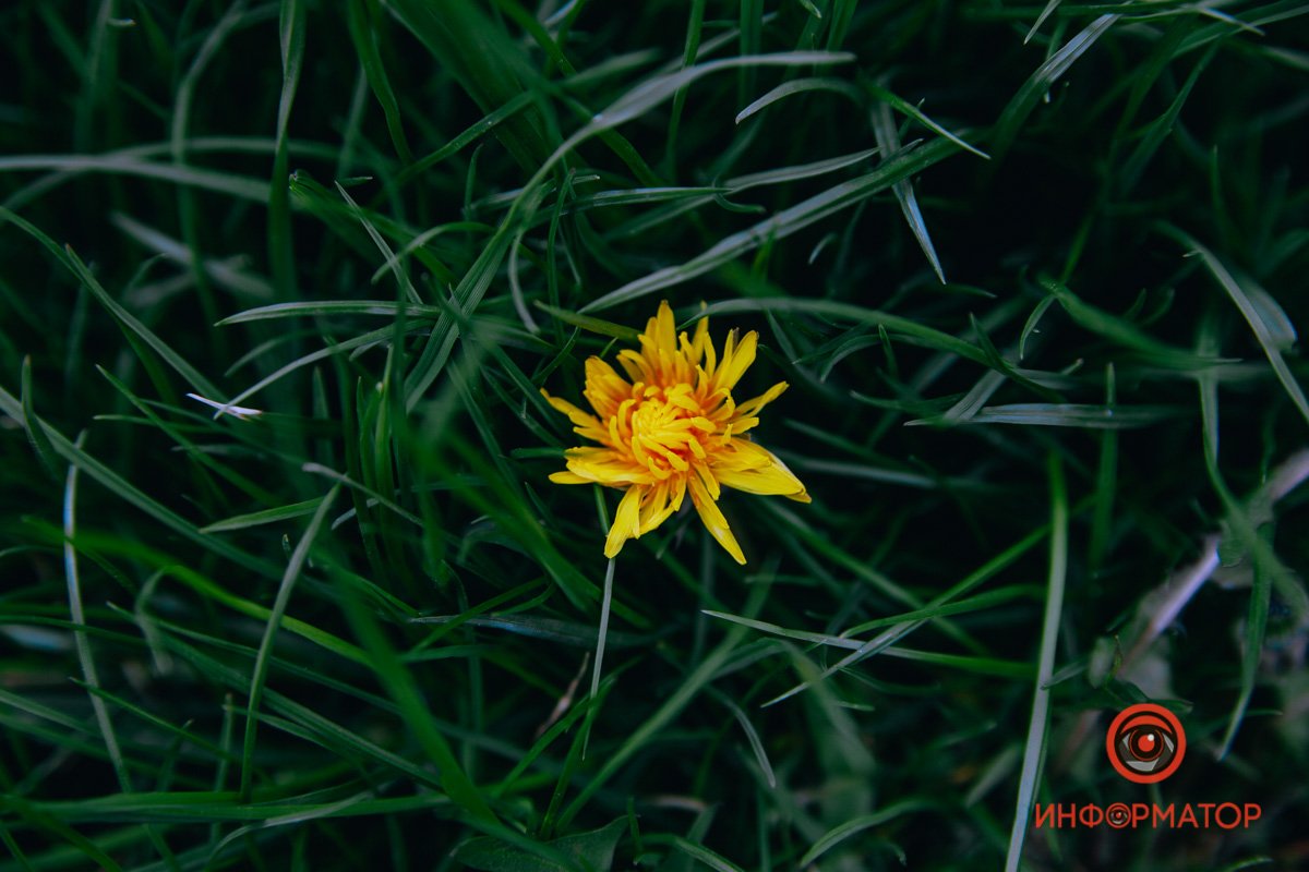 Лучик света Лучик света