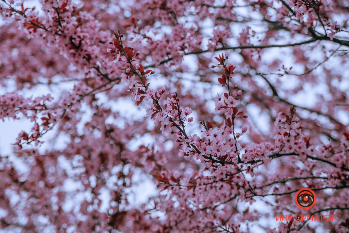 Нежность Нежность