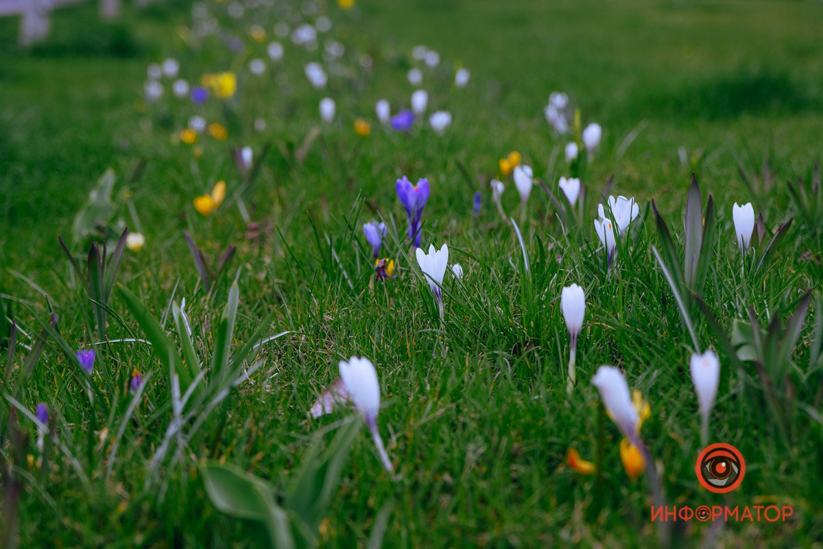 Дорога из цветов Дорога из цветов
