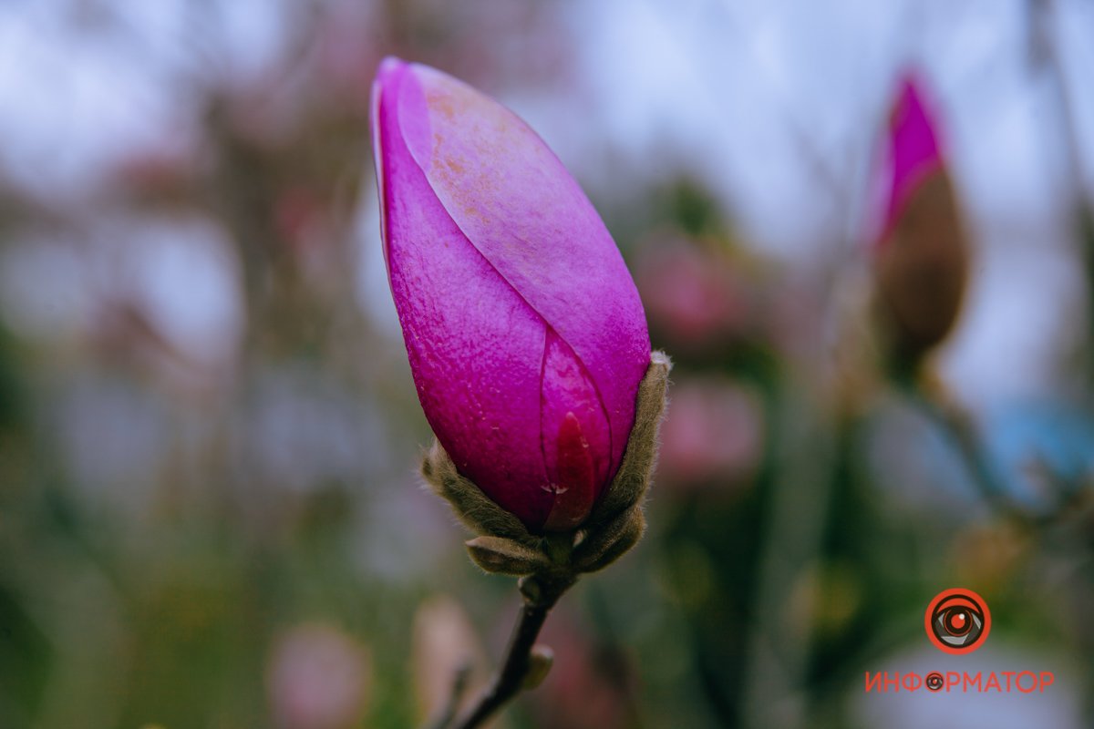 Один за всех Один за всех