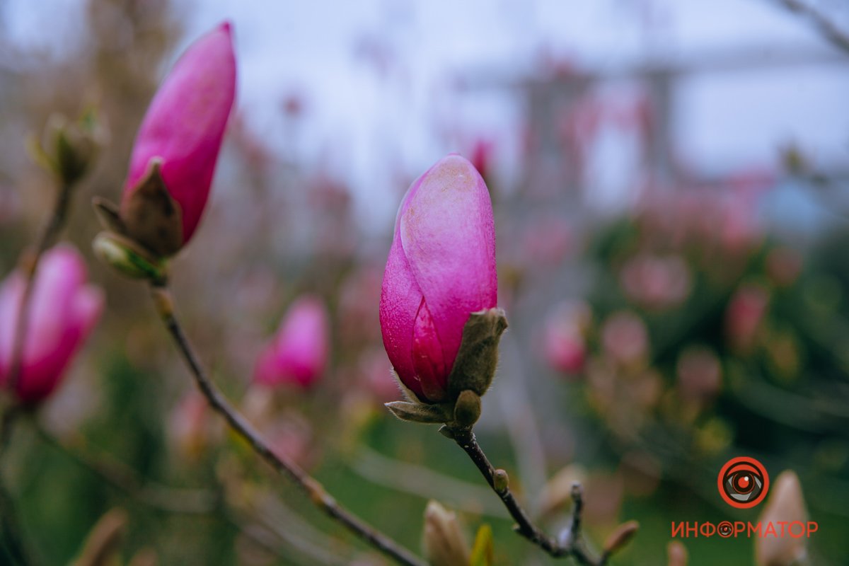 Все, как один Все, как один