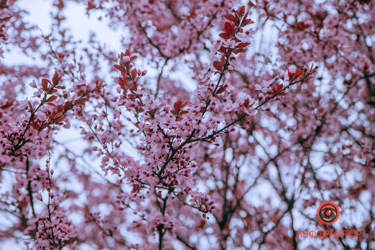 Цветущая пора Цветущая пора