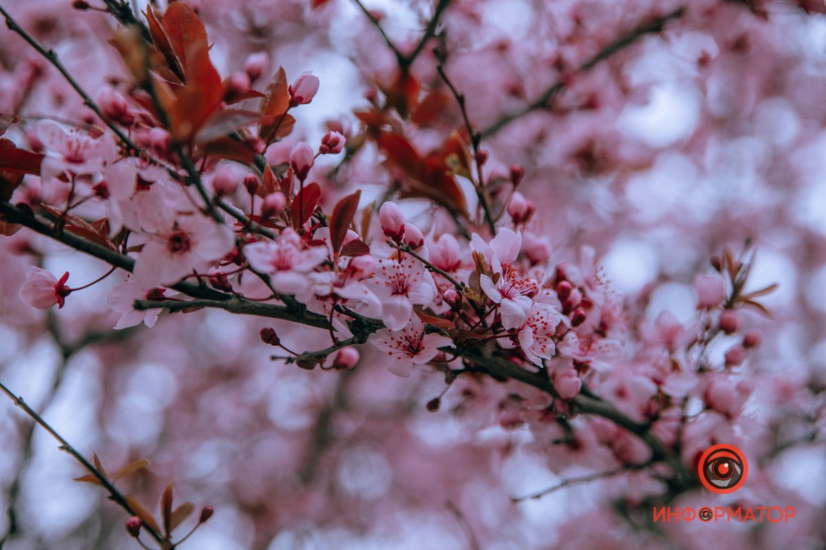 Восхитительная красота Восхитительная красота