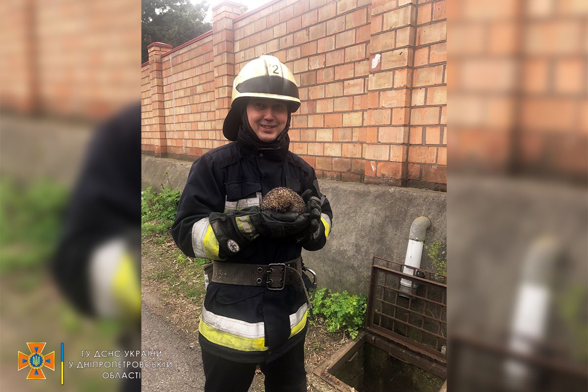 В Днепре ежик провалился в коллектор и не мог выбраться 1