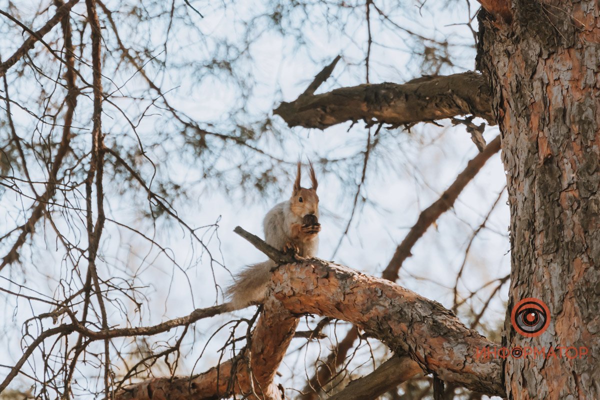 Молодой человек, фотографируйте быстрее, у меня дела беличьей важности Молодой человек, фотографируйте быстрее, у меня дела беличьей важности