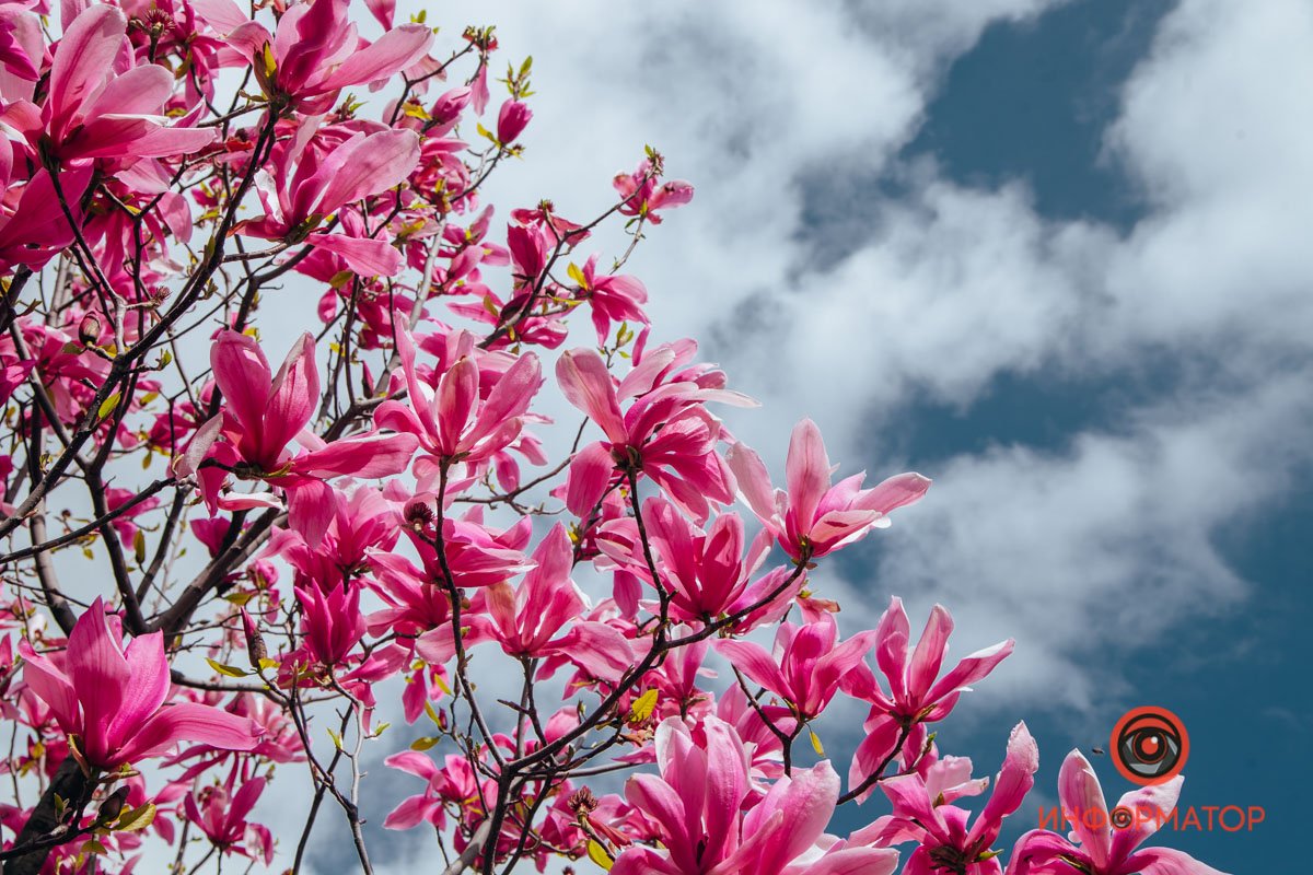 Тянутся к небу