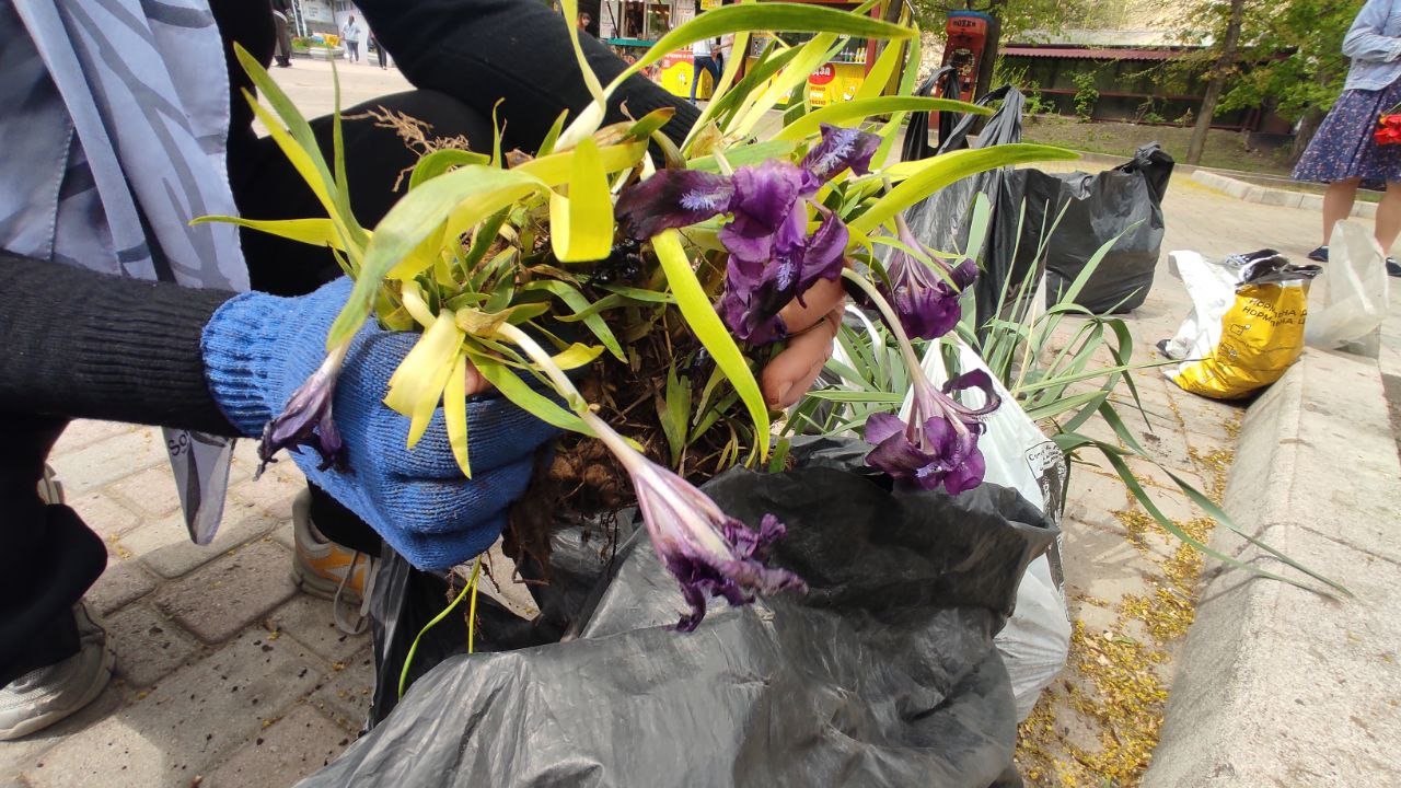 Ирисы, нарциссы, мускари и барвинки: в одном из парков Днепра высадили цветы 1