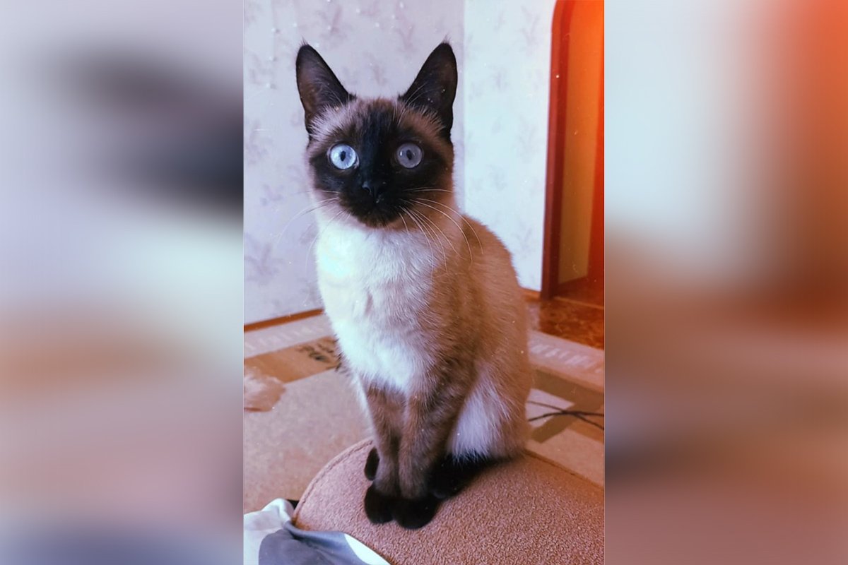 В Днепре пропало много животных: помогите найти 1