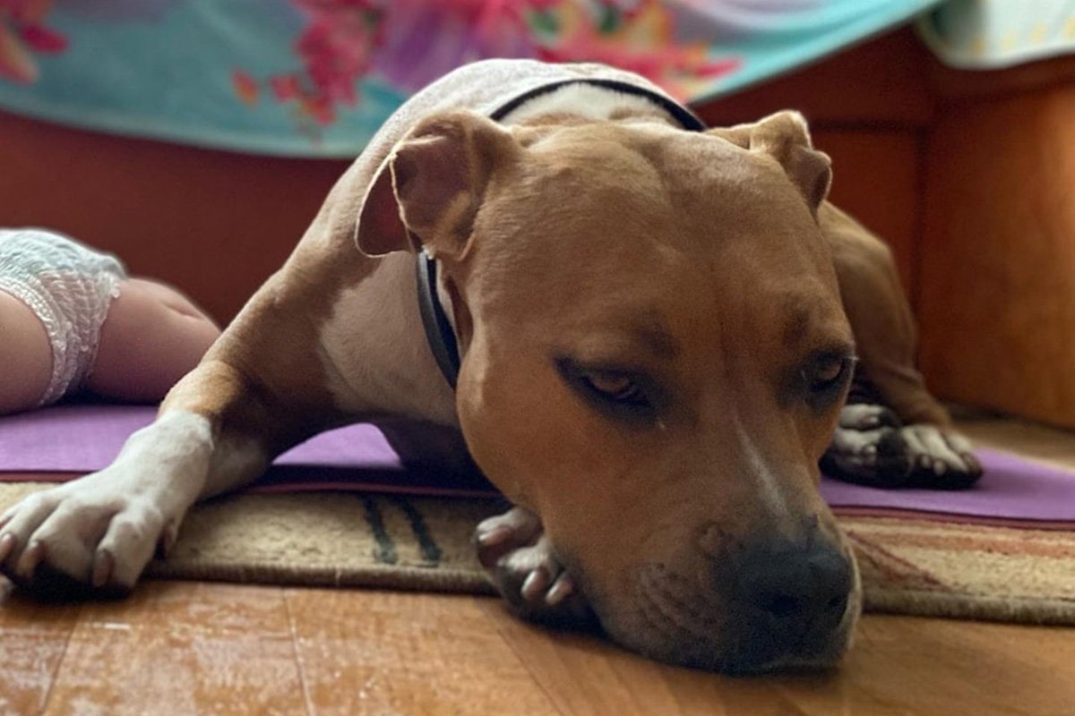 В Днепре пропало много животных: помогите найти 2