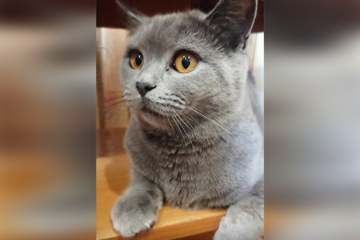 В Днепре пропало много животных: помогите найти 3