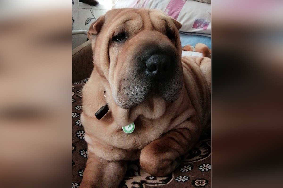 В Днепре пропало много животных: помогите найти 4